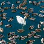 Normal Heights United