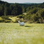 Normal Heights United