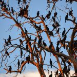 Normal Heights United