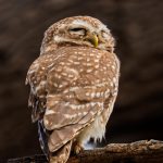 Normal Heights United