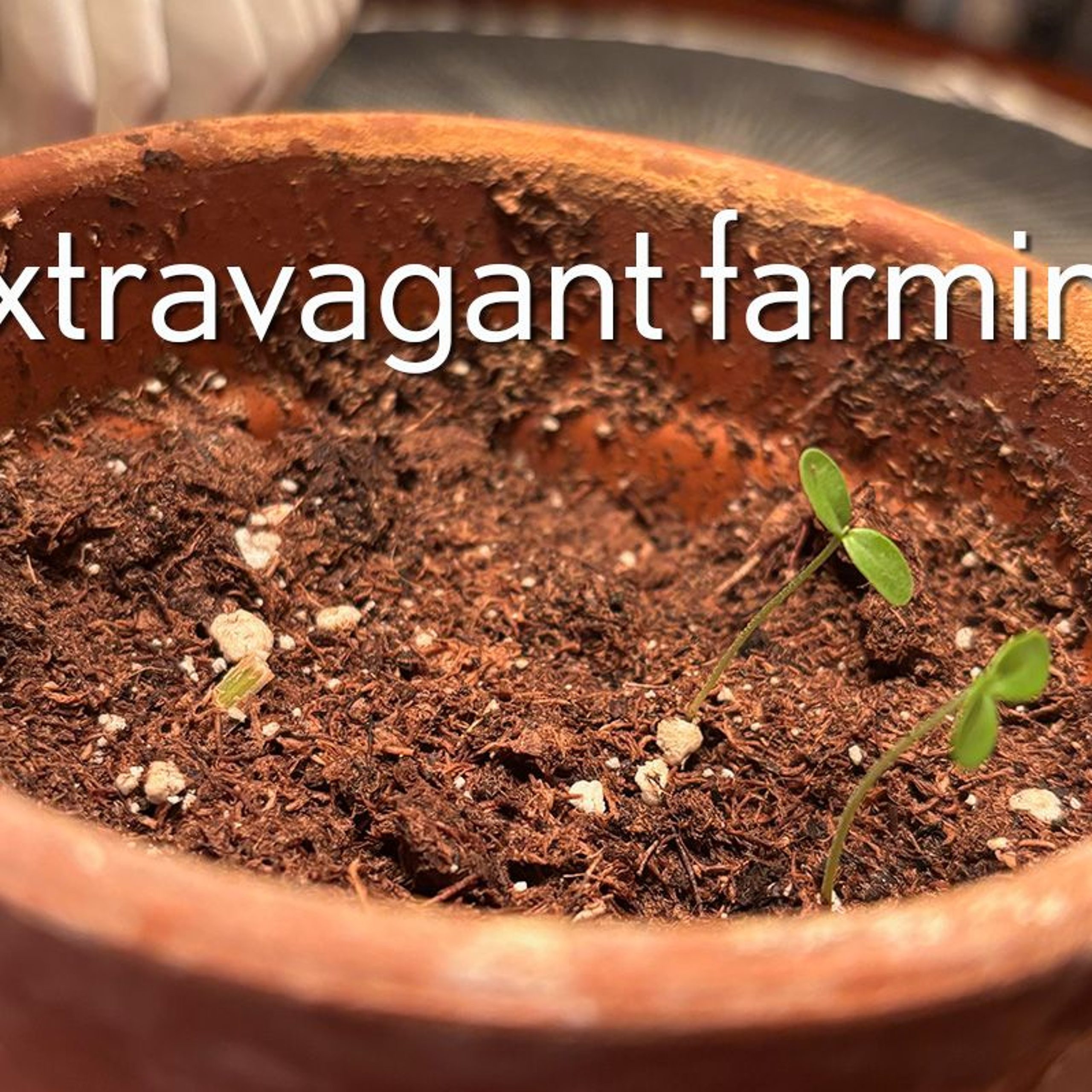 Extravagant Farming – Mark 13:1-9