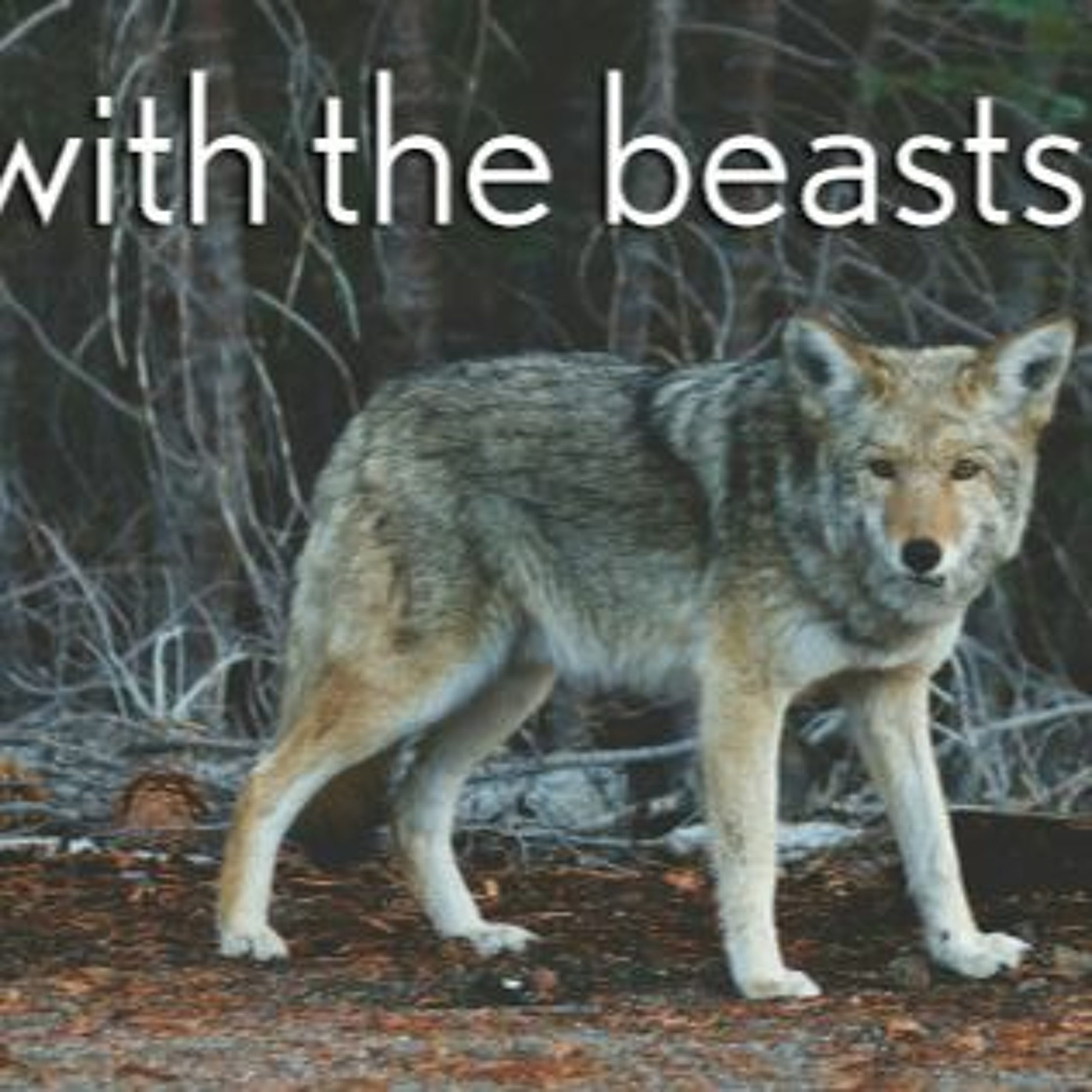 With the beasts – Mark 1:9-15