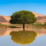 Normal Heights United