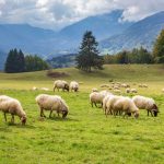 Normal Heights United