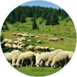 Normal Heights United