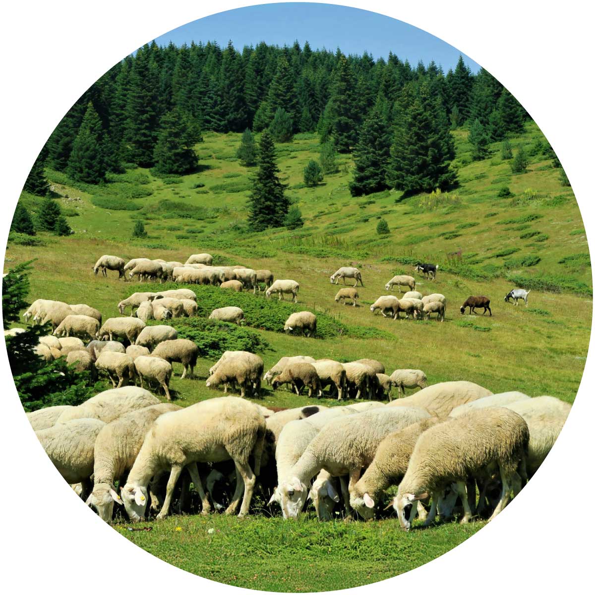 God’s Dream for the World