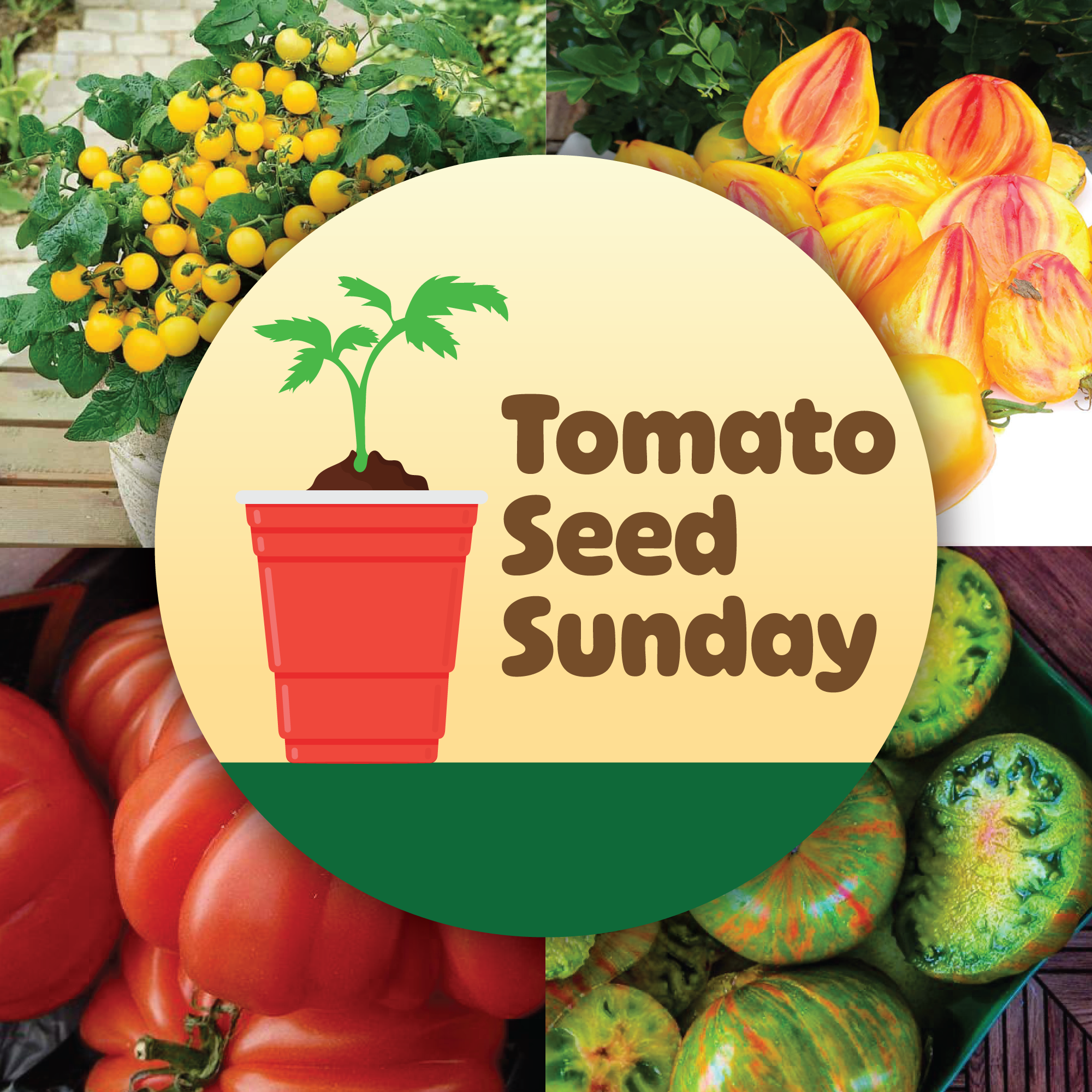 Peruse Seeds Before The Workshop Next Week