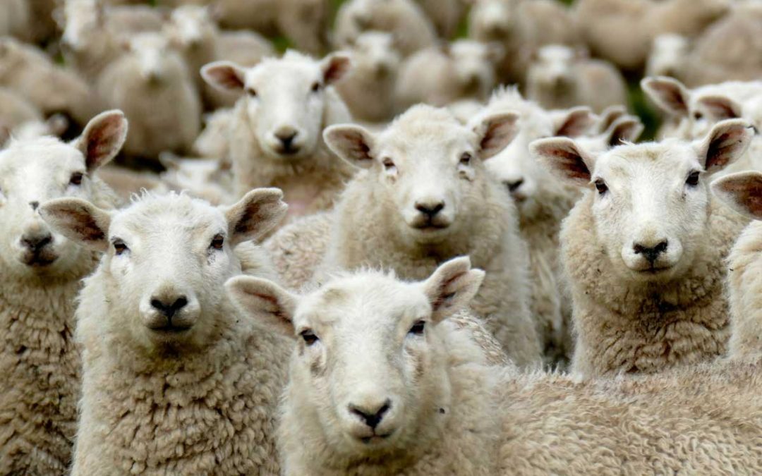 sheep? again?