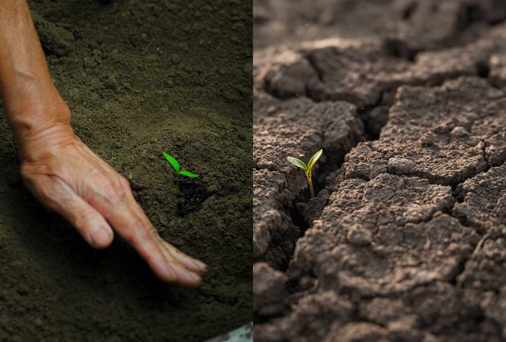 sower, seeds & soil